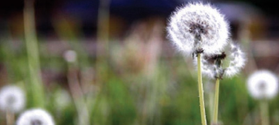 Pollen Allergy Cases Surge in Abbottabad Amid Poplar Tree Concerns