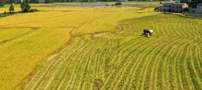 Chinese Scientists Unveil Gene Breakthrough To Boost Rice Yields In Heatwaves