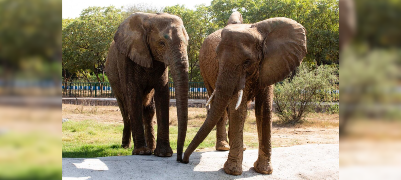 Elephants
