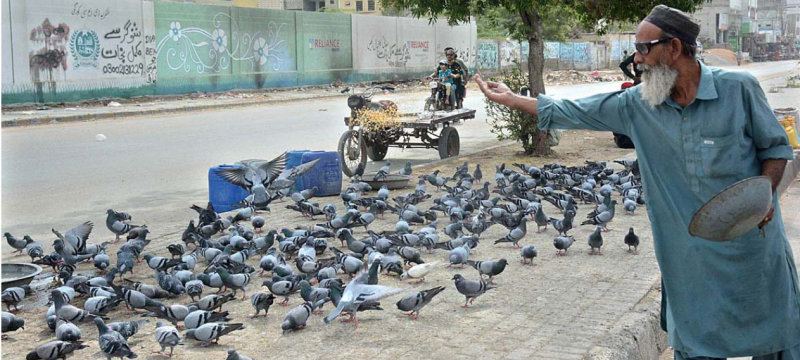 Pigeons