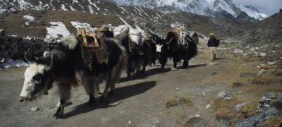 yaks