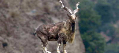 Global Community Marks International Day of the Markhor