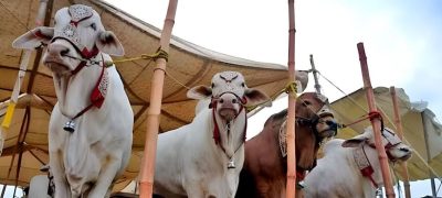 Islamabad Announces Five Official Animal Markets for Eid ul Azha 2025