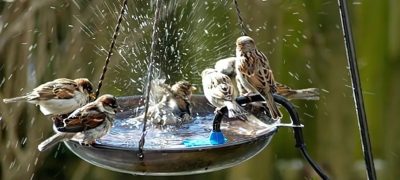 “Offer Water, Save Birds” Campaign Launched to Protect Birds from Heatwave