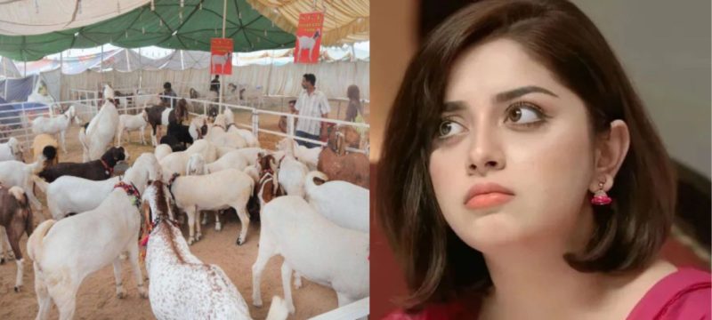 'Pain, Blood, and Fear on Roads’ – Alizeh Shah Disturbed by Eid ul Azha Scenes