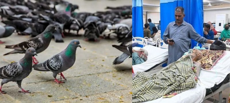 Pigeon Allergens Trigger Rise in Lung Diseases Across Karachi