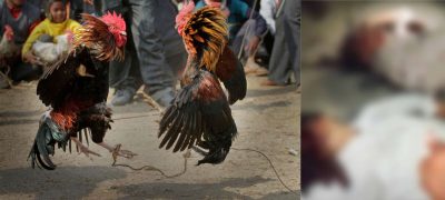 ‘Brutal Revenge’ – Three Men Blinded in Okara Cockfight Dispute