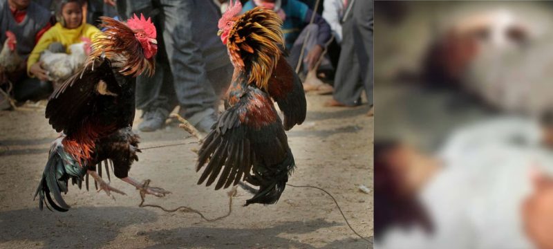 ‘Brutal Revenge’ – Three Men Blinded in Okara Cockfight Dispute