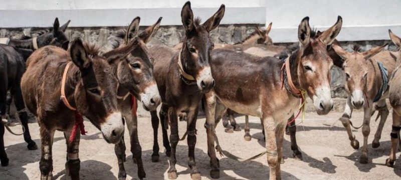 Around Six Million Donkeys Slaughtered Annually for Use in Traditional Chinese Medicine