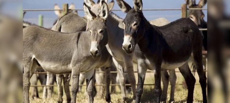 Donkey Population Soars by Over 109,000 in One Year