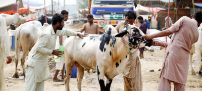 Eid Sacrifices Turn Tragic Amid Safety Concerns Across Pakistan