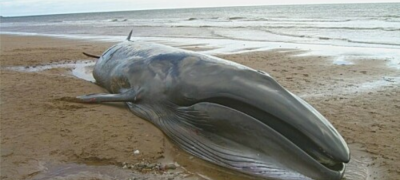 Endangered Blue Whale Found Dead Near Gwatar Bay
