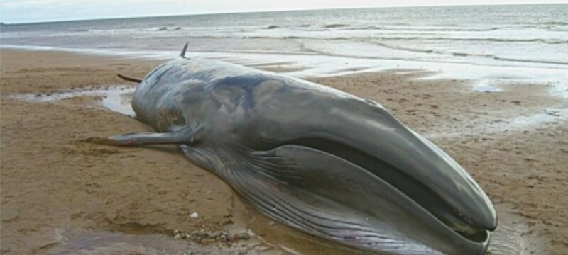 Endangered Blue Whale Found Dead Near Gwatar Bay