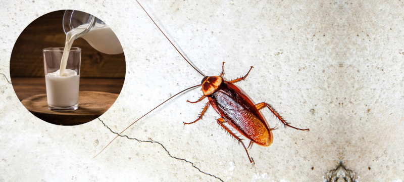 Cockroach
