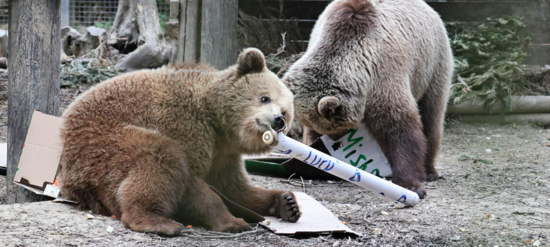 Bears