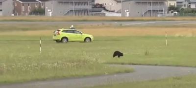 Bear