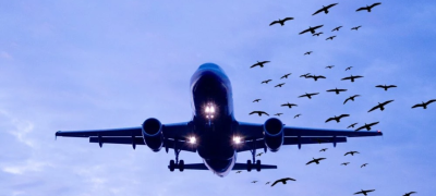 Lahore Airport to Close Daily for Bird Safety Amid Monsoon Rains