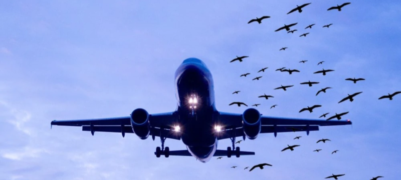 Lahore Airport to Close Daily for Bird Safety Amid Monsoon Rains