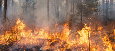 Massive Forest Fire Rages in Diamer-Chilas, Threatening Wildlife and Ecosystem
