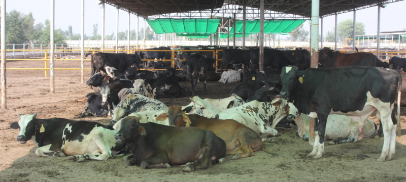 Pakistan Hosts Landmark Farm Animal Welfare Summit in Lahore