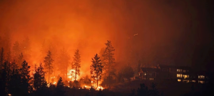 Punjab on High Alert as Forest Fire Incidents Rise Amid Heatwave