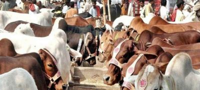 Eid-ul-Adha 2025: Punjab Sees Sale of Over 1.1 Million Sacrificial Animals