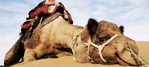 Camel Tears: New Hope for Treating Snakebites