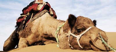 Camel Tears: New Hope for Treating Snakebites