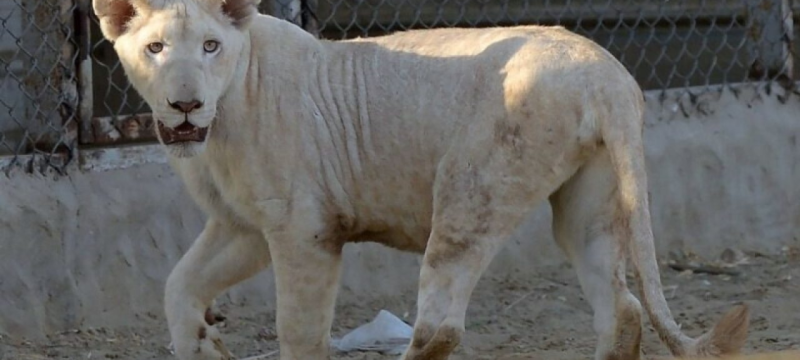 Crackdown on Illegal Lion Ownership Leads to Arrests Across Punjab