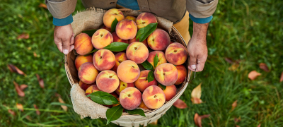 Peaches