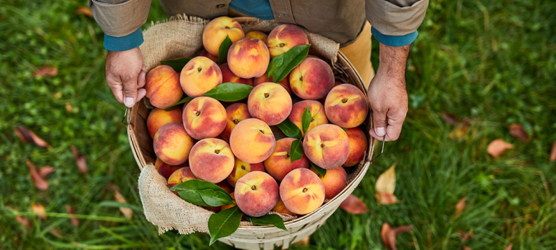 Peaches