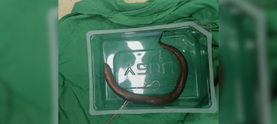 Eel