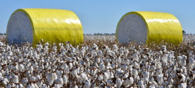Farmers Demand GST Relief as Cotton Sector Faces Deepening Crisis