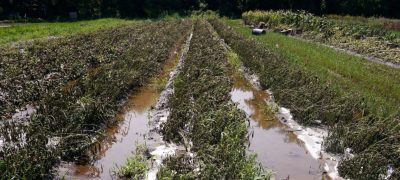 Flood-Hit Farmers Urge CM for Relief in Okara District
