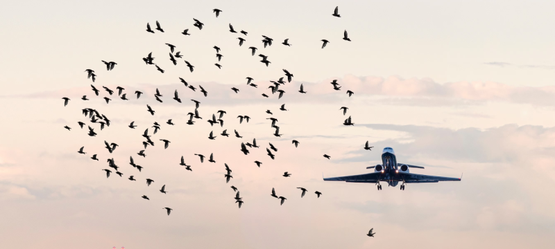 Lahore Airport Runway to Close Daily for Bird Activity Precautions