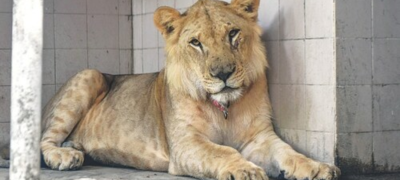 Man Arrested in Lahore After Pet Lion Attacks Family
