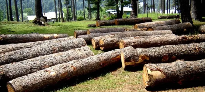 Punjab Cracks Down on Timber Mafia, Plastic Ban Enforcement Intensifies