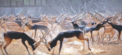 Rare Blackbucks Stolen From Jhang Wildlife Park Amid Security Concerns