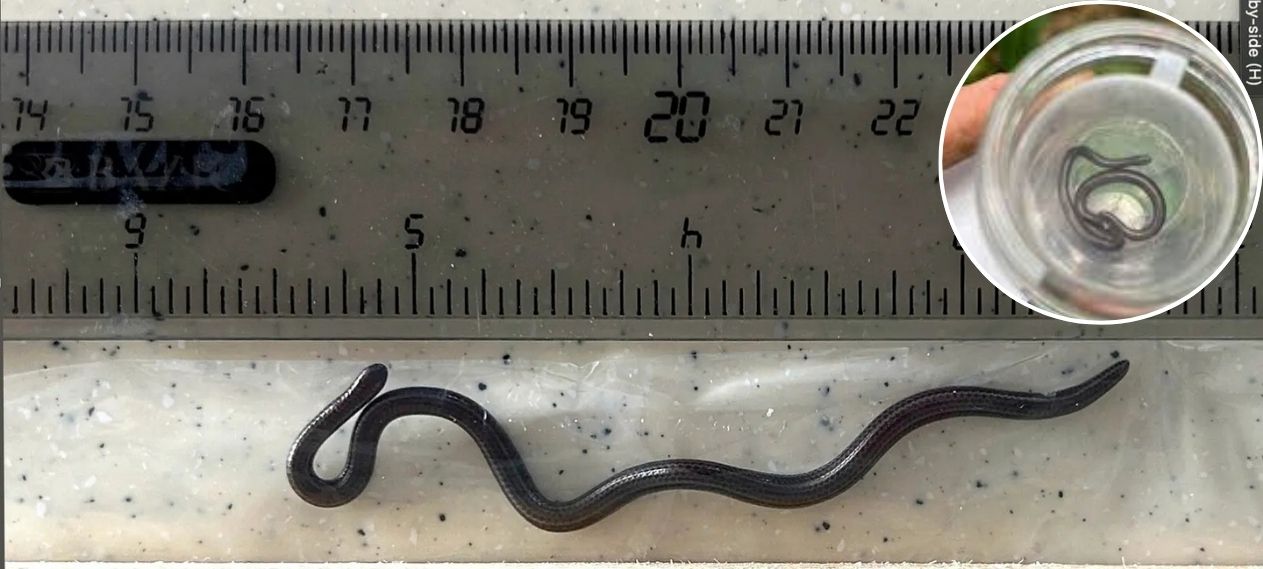 Barbados Threadsnake Rediscovered After 20 Years