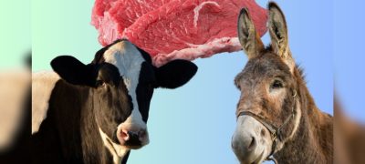 Halal or Haram? How to Know if You’re Eating Donkey Meat in Pakistan