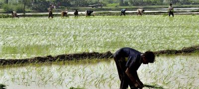 Digital Agricultural Census Shows 17,000 Farmers with 100+ Acres