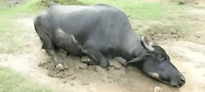 Farmer Arrested for Breaking Buffalo’s Legs After It Entered His Field in Pir Mahal