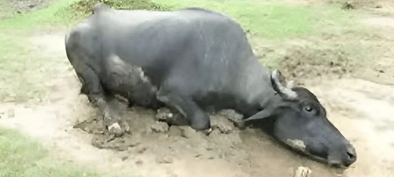 Farmer Arrested for Breaking Buffalo’s Legs After It Entered His Field in Pir Mahal
