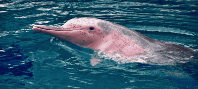 Pink Dolphin Amazing Facts About the Amazon River Dolphin
