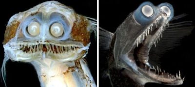 Rare Telescope Fish Sighting Amazes Social Media