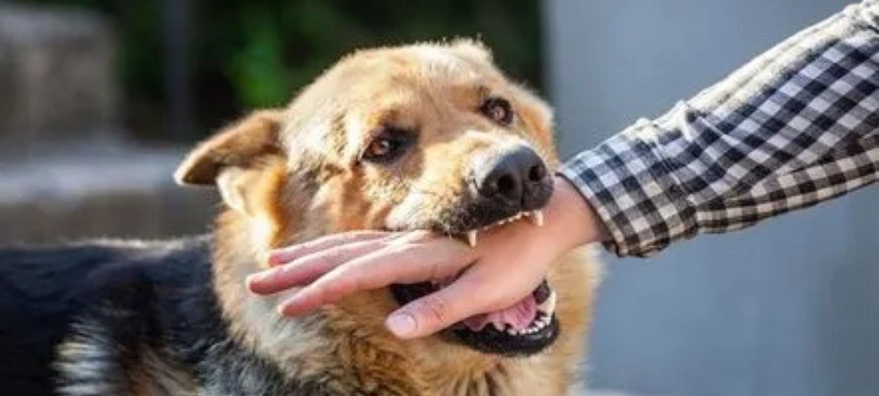 Alarming Rise: Six Die from Rabies in Karachi as Dog Bite Cases Surge