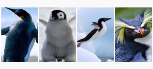Types of Penguin: A Friendly Guide to 18 Penguin Species