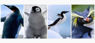 types of penguin