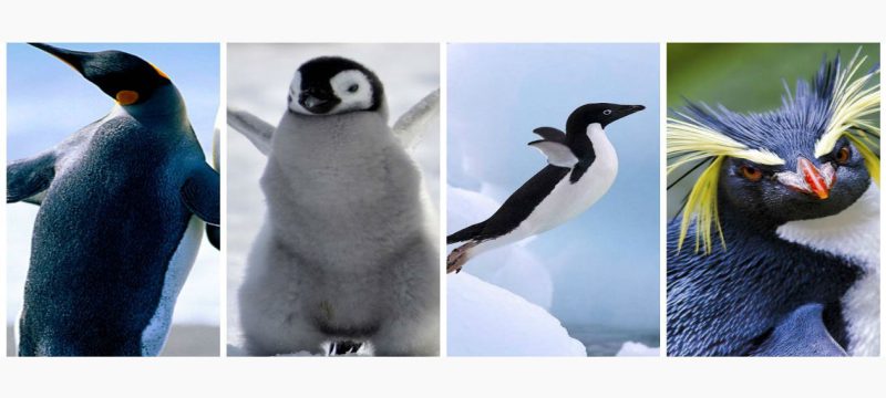 types of penguin