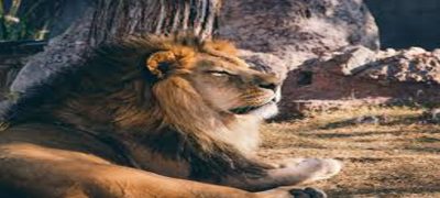 Leo Season